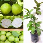 Allahabad Guava Plant - Image 2
