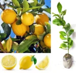 SEEDLESS PATI LEMON - Image 2