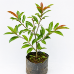 SWEET OLIVE FRUIT PLANT GRAFTED