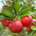Barbados Sweet Cherry Plant - Image 2