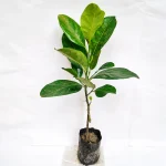 PINK JACKFRUIT PLANT GRAFTED(VIETNAM SUPER EARLY)
