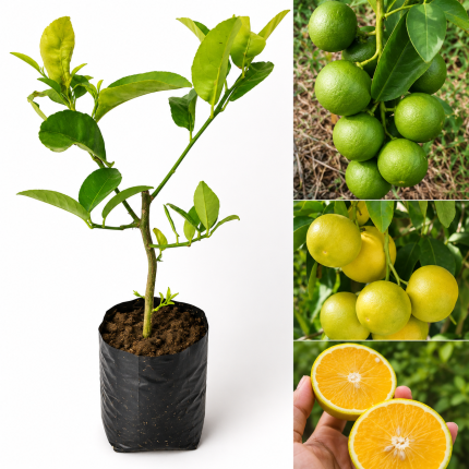 VIETNAM MALTA LEMON