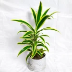 SONG OF INDIA PLANT