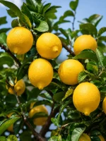 SEEDLESS PATI LEMON - Image 3