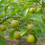 Alltime Elephant Apple - Image 2
