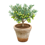 SWEET OLIVE FRUIT PLANT GRAFTED - Image 4