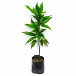 Sita Ashoka Flower Plant