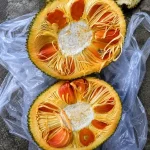 PINK JACKFRUIT PLANT GRAFTED(VIETNAM SUPER EARLY) - Image 2