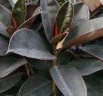 Black Rubber Plant - Image 2
