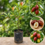 SWEET OLIVE FRUIT PLANT GRAFTED - Image 3
