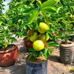 RED DIAMOND GUAVA - Image 2