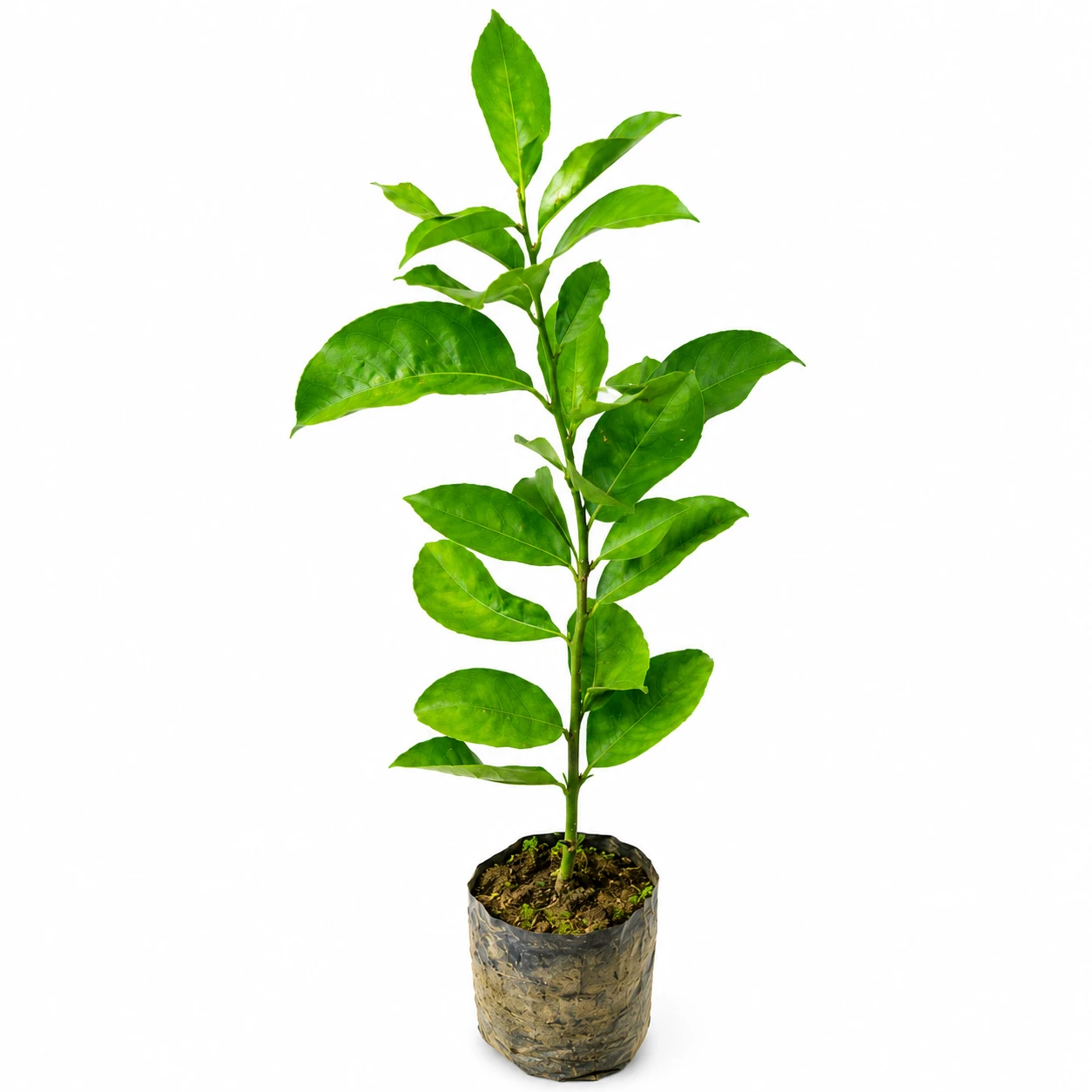 f454e131-e4f6-4efc-b37e-561f8c08303a_result SEEDLESS PATI LEMON - Image 1