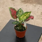 AGLONEMA PLANT - Image 2