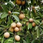CHICKOO OR SAFEDA PLANT (KALAPATI) - Image 2