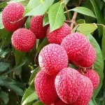 CHINA 3 LITCHI - Image 2