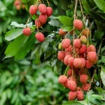 MUZAFFARPUR LITCHI PLANT - Image 2