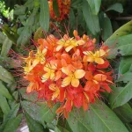 Sita Ashoka Flower Plant - Image 3