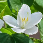 White Kanchan Flower Plant - Image 2