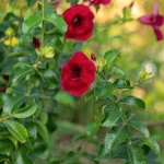 ALLAMAONDA FLOWER RED PLANT - Image 2
