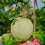 Alltime-Hybrid Seedless Wood Apple Fruit Plant - Image 3