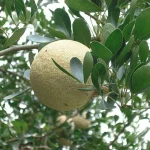 Alltime-Hybrid Seedless Wood Apple Fruit Plant - Image 2